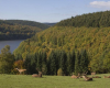 Rothirsche in der Eifel