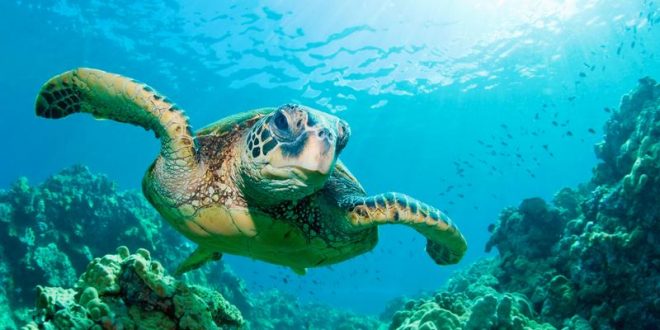 Tauchen auf Bali: Die besten Tipps & Hotspots für euren Tauchurlaub auf der Insel der Götter