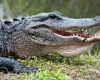 Krokodil everglades 