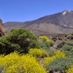 Pico del Teide auf Teneriffa in Spanien