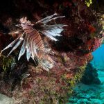 Dominikanische Republik Tauchen Lionfish